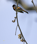 American Redstart 1278